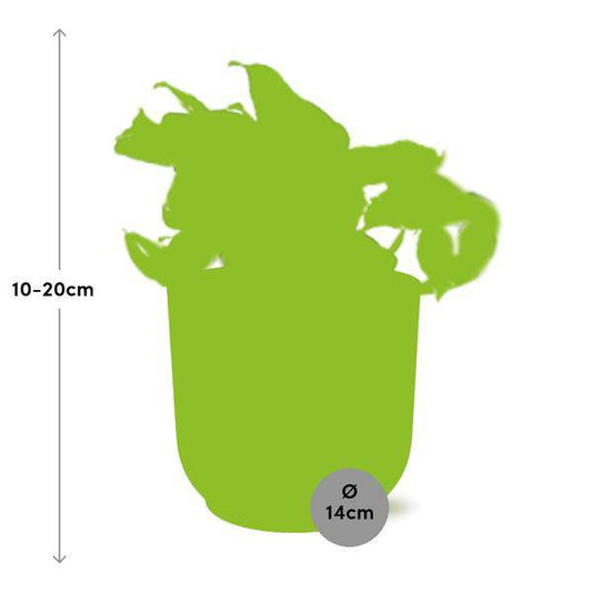 Efeutute - Epipremnum Pinnatum Happy Leaf - Zimmerpflanze + Topf Vibes Fold 14cm Rosa 