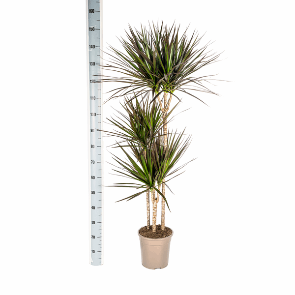 Dracaena Marginata Magenta – Drachenbaum – Zimmerpflanze Ø24cm ↕130-150cm – Dunkelgrüne Blätter mit Rotrand – Pflegeleicht 
