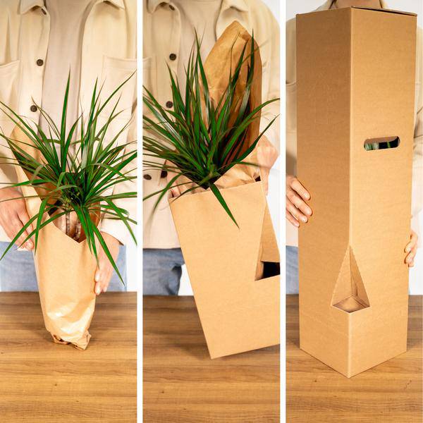 Überraschungsbox mit 8 einzigartigen Zimmerpflanzen – Ø12cm – 25cm Höhe – grüne Blätter & bunte Blüten – vielseitige Indoor- und Outdoor-Pflanzen – Geschenkidee 