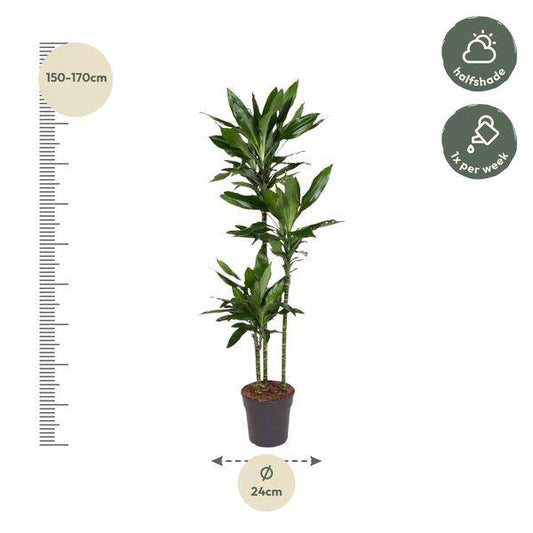 Drachenbaum – Dracaena Janet Lind 160cm – Ø24cm – Elegante Zimmerpflanze mit dunkelgrünen Blättern – Pflegeleichte Grünpflanze für Wohnzimmer, Büro & Wintergarten 