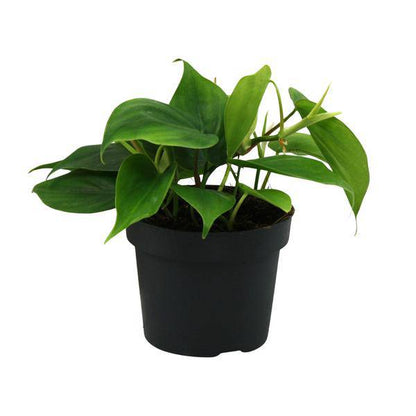 Herzblatt - Philodendron Scandens - Zimmerpflanze - Ø12cm - ↕20cm 