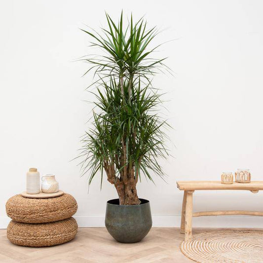 Drachenbaum - Dracaena Anita Variegata - Zimmerpflanze - 190cm 