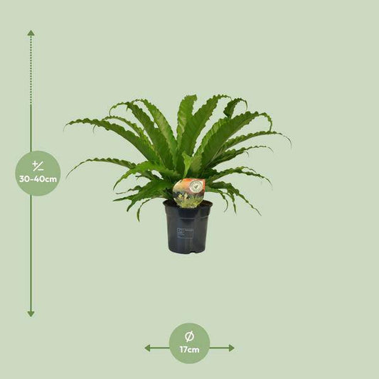 Nestfarn - Asplenium Osaka - Zimmerpflanze - Ø17cm - ↕40cm 