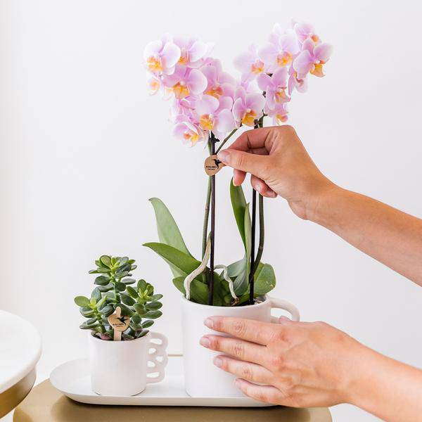 Überraschungsbox mit 4 verschiedenen Orchideen 
