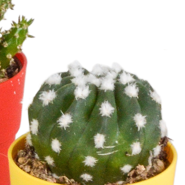 Kaktus - Mix - 5,5 cm - 5 Stück - Zimmerpflanze - im Topf mit Klee 