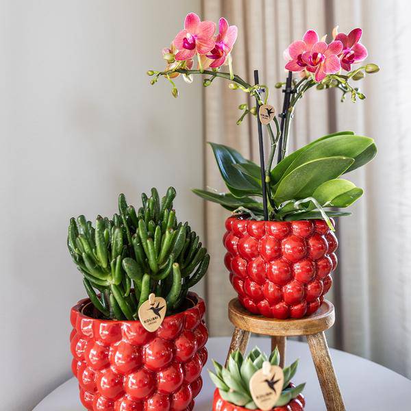 Phalaenopsis Orchideen „Kongo Rot“ – 4 Orchideen – ca. 30–35 cm hoch – Ø9 cm – rote Mini-Orchideen – Zimmerpflanze für Tisch & Fensterbank 