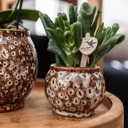 Geschenkset „Untamed Nature“ – Phalaenopsis Orchidee Rot & Sukkulenten – Inkl. 3 Keramik-Ziertöpfe – Pflanzenset mit Dekotieren – Perfekt als Geschenk & Deko-Highlight 