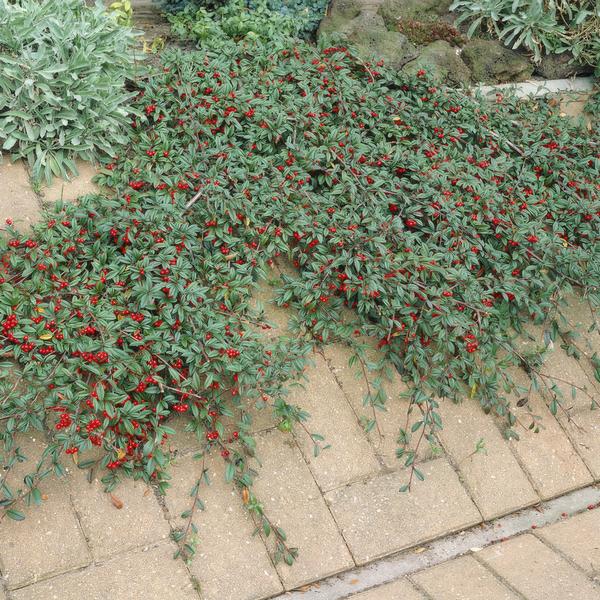 Teppichmispel Cotoneaster dammeri 'Major' – 6 Pflanzen – ↕25cm – Ø9cm – Bodendecker – Blühend & pflegeleicht – Sonne & Schatten 