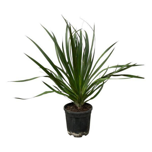 Dracaena Draco – Drachenbaum – Zimmerpflanze – Ø24cm – Höhe ca. 100cm – pflegeleichte exotische Grünpflanze für Wohnzimmer und Büro 