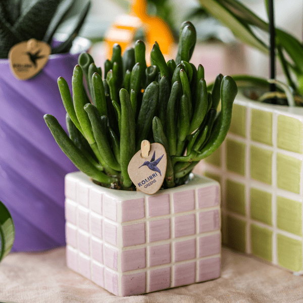 Sukkulente - Crassula Hobbit - Ø6cm - Zimmerpflanze 