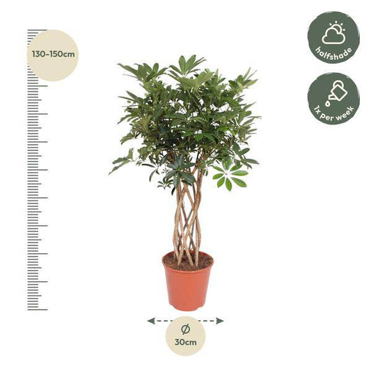 Strahlenaralie – Schefflera Arboricola Compacta – Zimmerpflanze – 140cm – Ø30cm – dekorative Indoor-Pflanze mit geflochtenem Stamm und glänzend grünen Blättern
