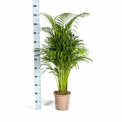 Dypsis Areca Lutescens Ø21cm - ↕100 - 120cm 