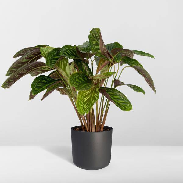 Calathea Flamestar - Pfauenpflanze - Ø19cm - ↕75cm 