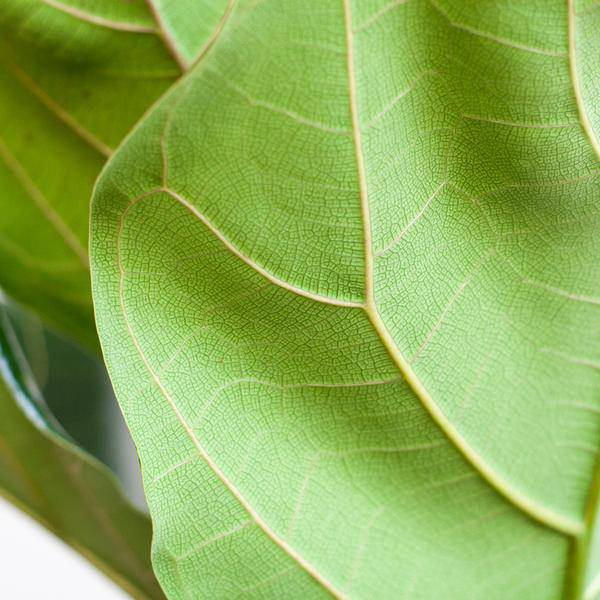 Ficus Lyrata – Geigen-Feige – Zimmerpflanze ↕80cm – Ø21cm – große Blätter – inklusive nachhaltigem Viber Topf Weiß – dekorative Grünpflanze für Zuhause und Büro 