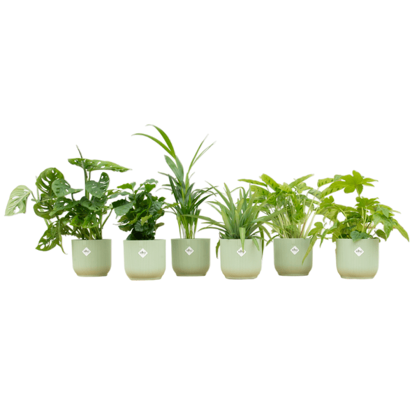 Überraschungskiste – 6 verschiedene Zimmerpflanzen inkl. Topf Vibes Fold Round Ø14cm sorbetgrün – Pflegeleichte Grünpflanzen für Innenräume – Dekopflanzen für Wohnzimmer, Büro & Geschenkidee 