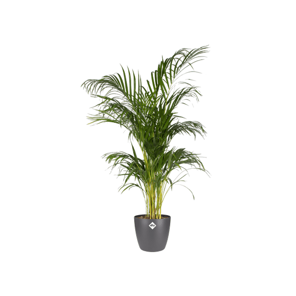 Topf Brüssel Rund Anthrazit – Blumentopf Ø30cm x Höhe 27cm – Moderner Pflanzentopf für Zimmerpflanzen & Garten 