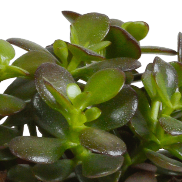 Dickblatt - Crassula - Mix 10,5 cm - 3 Stück - Zimmerpflanze - im Terrakotta-Topf 