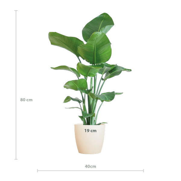 Strelitzia Nicolai – Baum-Strelitzie – Zimmerpflanze – 80 cm – Ø21 cm – inkl. Topf Viber Weiß – Große Blätter, tropisches Flair, pflegeleicht 