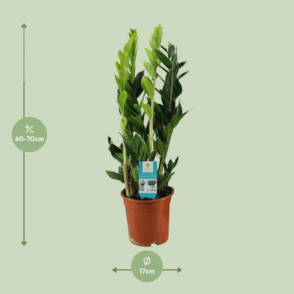 Glücksfeder - Zamioculcas Zamiifolia - Zimmerpflanze - Ø17cm - ↕65cm 