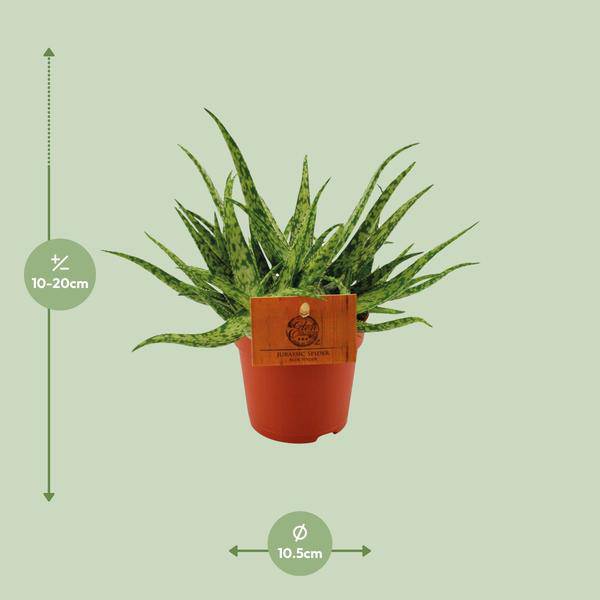 Sukkulente - Aloe Spider - Zimmerpflanze - Ø10.5cm - ↕15cm 