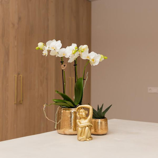 Ornament Dekoskulptur Sitzender Affe – Gold – Handgefertigte Polystone-Figur – 13cm – Verspieltes Dekoaccessoire für Zuhause und Pflanzensets 