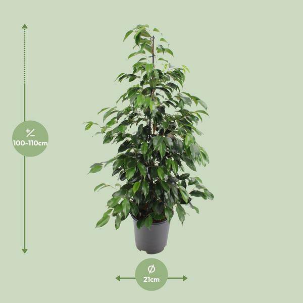 Birkenfeige - Ficus benjamina Danielle - Zimmerpflanze - Ø21cm - ↕95cm 