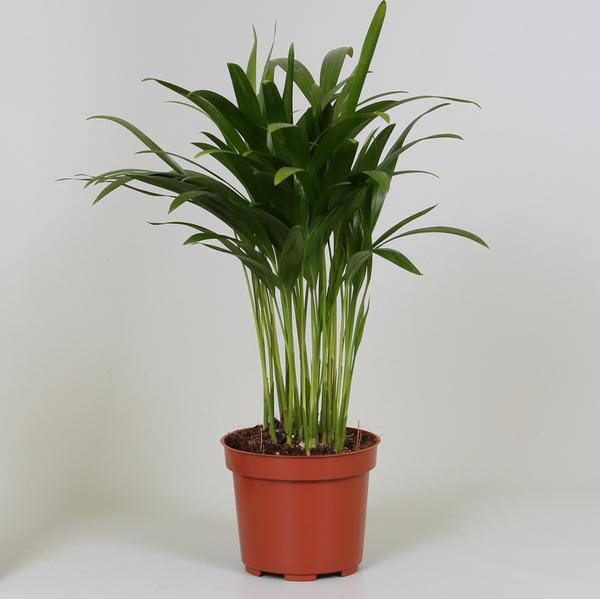 Goldfruchtpalme Areca Dypsis – Ø12cm – 35cm hoch – Luftreinigende Zimmerpflanze – Pflegeleicht & Tropisches Flair 