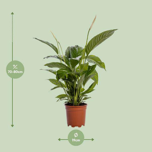 Einblatt - Spathiphyllum Bingo Cupido - Zimmerpflanze - Ø19cm - ↕80cm 