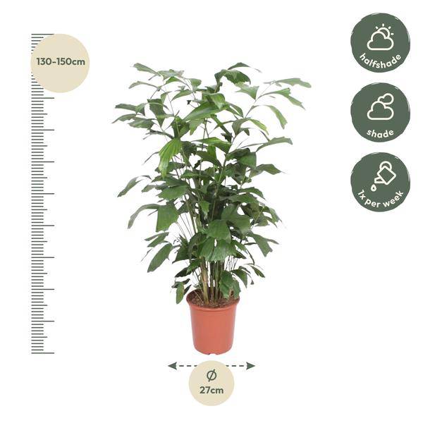 Fischschwanzpalme – Caryota Mitis – Zimmerpflanze – 140cm – Ø27cm – Exotische Palme mit fächerförmigen Blättern für Wohnzimmer und Büro 