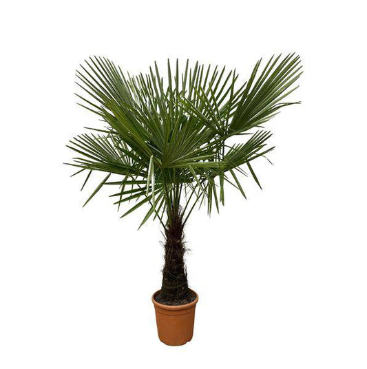 Hanfpalme – Trachycarpus 180cm – Ø30cm – Immergrüne Palme mit fächerförmigen Blättern – Exotische Kübelpflanze für Garten, Terrasse, Balkon & Innenbereich – Pflegeleicht 