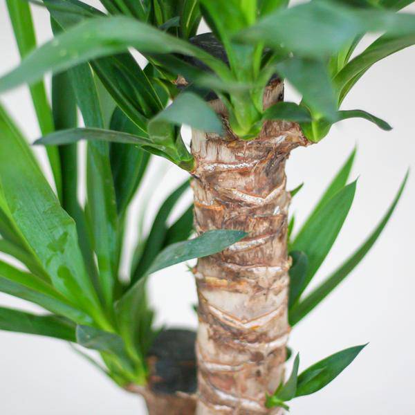 Yucca Elephantipes – Riesen-Palmlilie – Zimmerpflanze – ca. 90cm hoch – Ø21cm – In Übertopf Viber Schwarz – Pflegeleicht & nachhaltig 