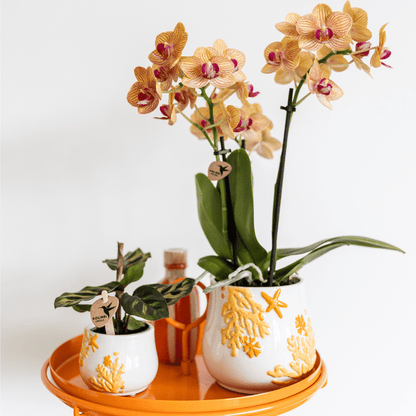 Calathea Makoyana - Pfauen-Korbmarante - Zimmerpflanze - Ø6cm 