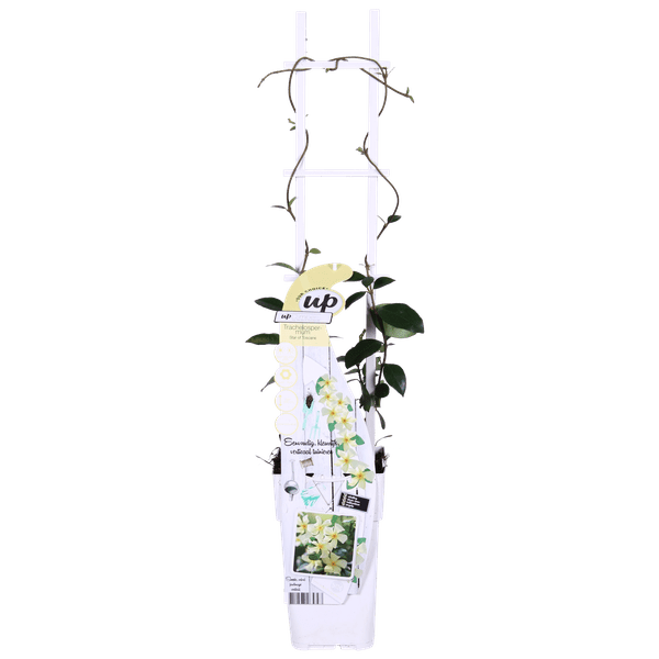 Sternjasmin Trachelospermum 'Star of Toskana' – Gelb – Immergrüne Kletterpflanze – ca. 65cm Höhe – Duftender mediterraner Jasmin für Terrasse & Balkon 