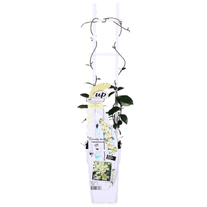 Sternjasmin Trachelospermum 'Star of Toskana' – Gelb – Immergrüne Kletterpflanze – ca. 65cm Höhe – Duftender mediterraner Jasmin für Terrasse & Balkon 