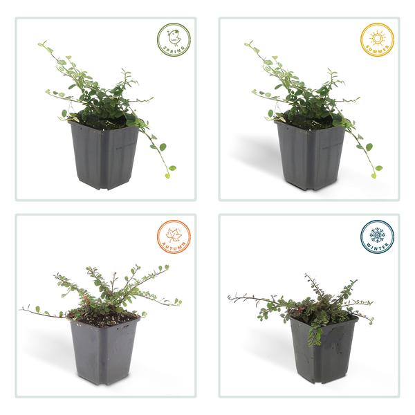 Zwergmispel Cotoneaster pro 'Streib’s Findling' – 6 Pflanzen – ↕10-25cm – Ø9cm – Bodendecker mit Blüten & Beeren – Pflegeleicht & sonnig/schattig 