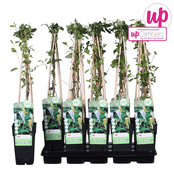 Gelbbunte Geißschlinge - Lonicera japonica 'Halliana' - Ø15cm - ↕65cm 