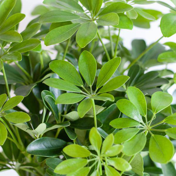 Schefflera Arb Nora – Strahlenaralie – Zimmerpflanze + Topf Viber Grau – ↕70cm – Ø21cm – Kletterpflanze mit auffälligen Handblättern – Pflegeleicht & dekorativ für Innenräume 