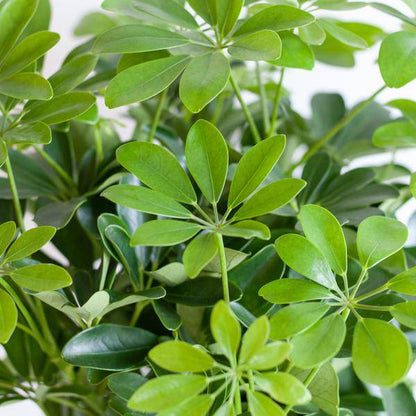 Schefflera Arb Nora – Strahlenaralie – Zimmerpflanze + Topf Viber Grau – ↕70cm – Ø21cm – Kletterpflanze mit auffälligen Handblättern – Pflegeleicht & dekorativ für Innenräume 