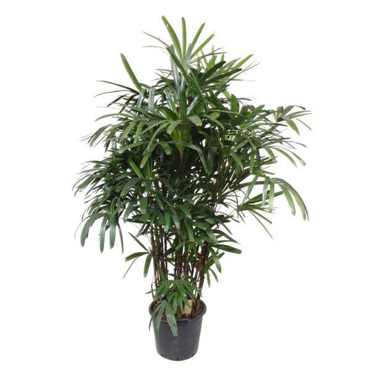 Steckenpalme – Rhapis Excelsa – Zimmerpflanze 190cm – Ø40cm – Elegante Damenpalme mit fächerförmigen Blättern – Pflegeleichte Palme für Wohnzimmer, Büro & Wintergarten 