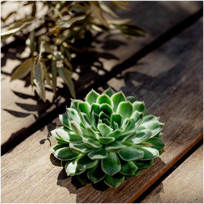 Sukkulente - Echeveria Pulidonis - Zimmerpflanze - Ø12-14cm - ↕5cm 