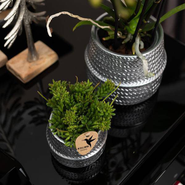 Weiße Phalaenopsis Gent-Orchidee im silbernen Groove-Dekotopf – Ø12cm – Blühende Zimmerpflanze – 2–3 Zweige – Elegante Orchidee mit Ziertopf 