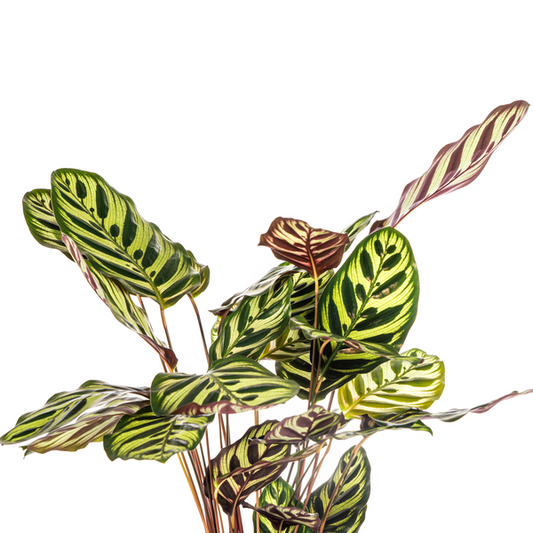 Calathea Makoyana Pfauen-Korbmaranthe – Zimmerpflanze Ø17cm – ca. 40-50cm hoch – Dekorative Blätter mit roter Unterseite 