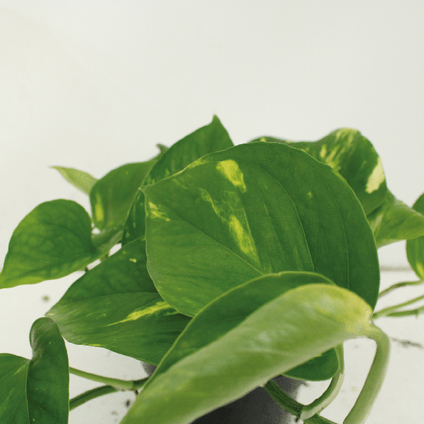 Efeutute - Epipremnum Aureum Scindapsus - Zimmerpflanze - Ø12cm - ↕20cm - 4 Stück 