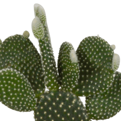 Kaktus Mix - 10,5 cm - 3 Stück - Zimmerpflanze - im Übertopf 