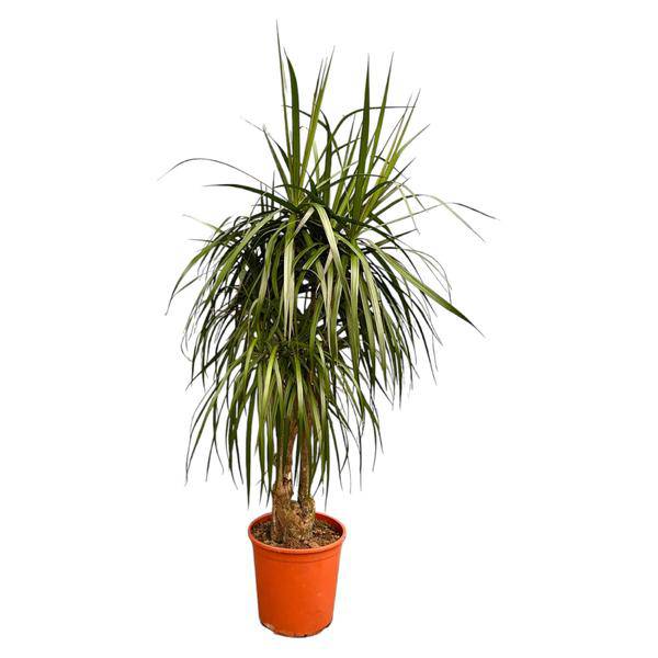 Drachenbaum - Dracaena Anita Variegata - Zimmerpflanze - 190cm 