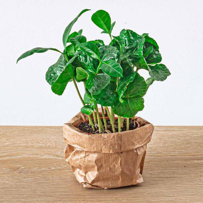 Flaschengarten-Set Dschungel 5 – DIY Pflanzenterrarium mit Coffea, Farn, Palme & Fittonia – Nachfüllpack & Starter-Kit 