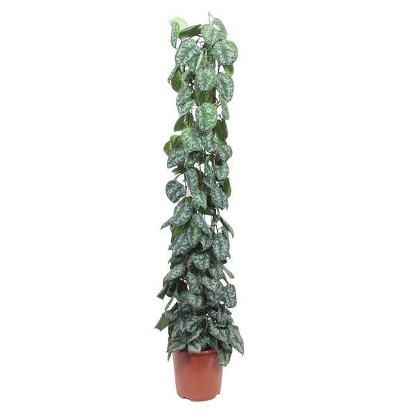 Efeutute – Scindapsus Pictus Trebie – Zimmerpflanze – 160cm – Ø27cm – pflegeleichte Kletterpflanze mit silber gemusterten Blättern 