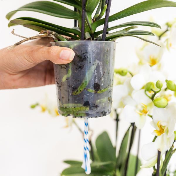 Orchideen-Set Weiß im Baumwollkorb – 3x Kolibri Orchidee Niagara Falls – Ø12cm – Mit Wassertank & Dochtsystem – Selbstversorgende Zimmerpflanzen – Mono Bouquet in Weiß 