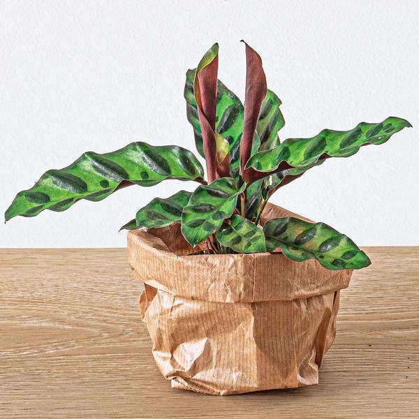 Pfauenpflanze Calathea Lancifolia – Terrarienpflanze Ø6cm – Exotische Zimmerpflanze mit langgezogenen, gemusterten Blättern 