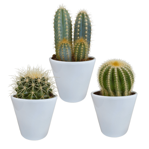 Kakteen Mix - Zimmerpflanze - 8,5 cm - 3 Stück + Topf 